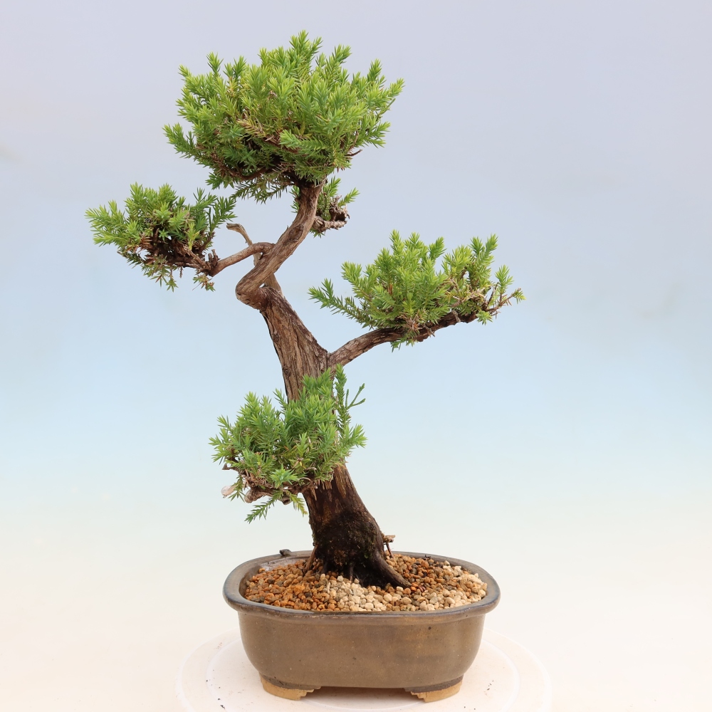 Kültéri bonsai – Juniperus squamata – Pikkelyes boróka