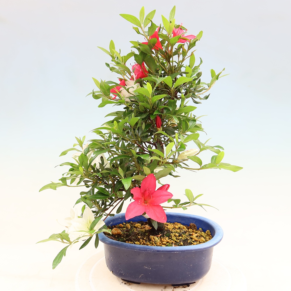 Kültéri bonsai - japán azálea - Azálea CHIHIRO