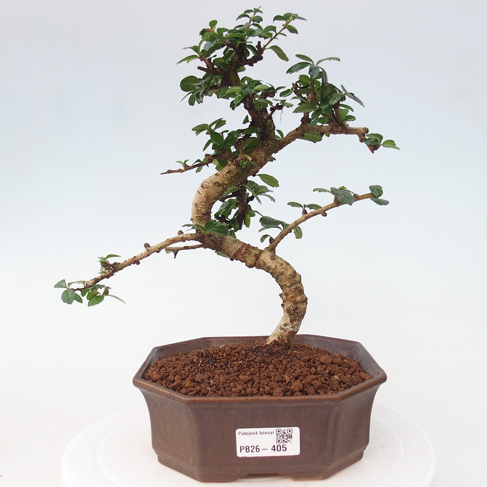 Szobai bonsai - Carmona macrophylla - Tea fuki