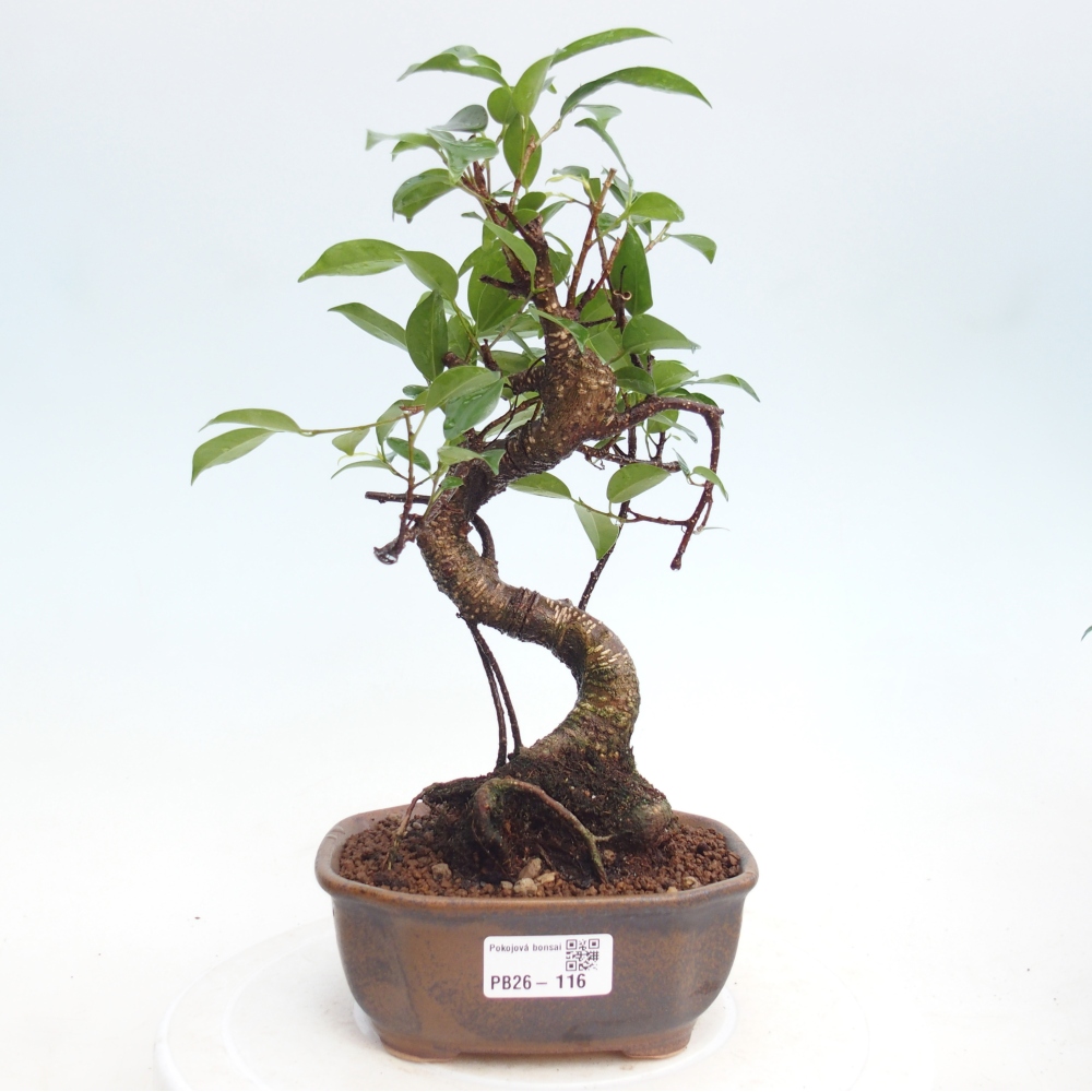 Szobai bonsai - Ficus retusa - kislevelű fikusz