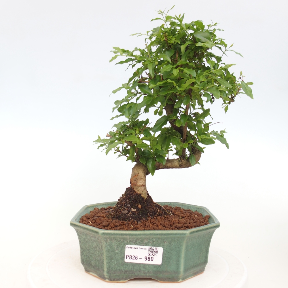 Szobai bonsai -Ligustrum chinensis - Madárcsőr