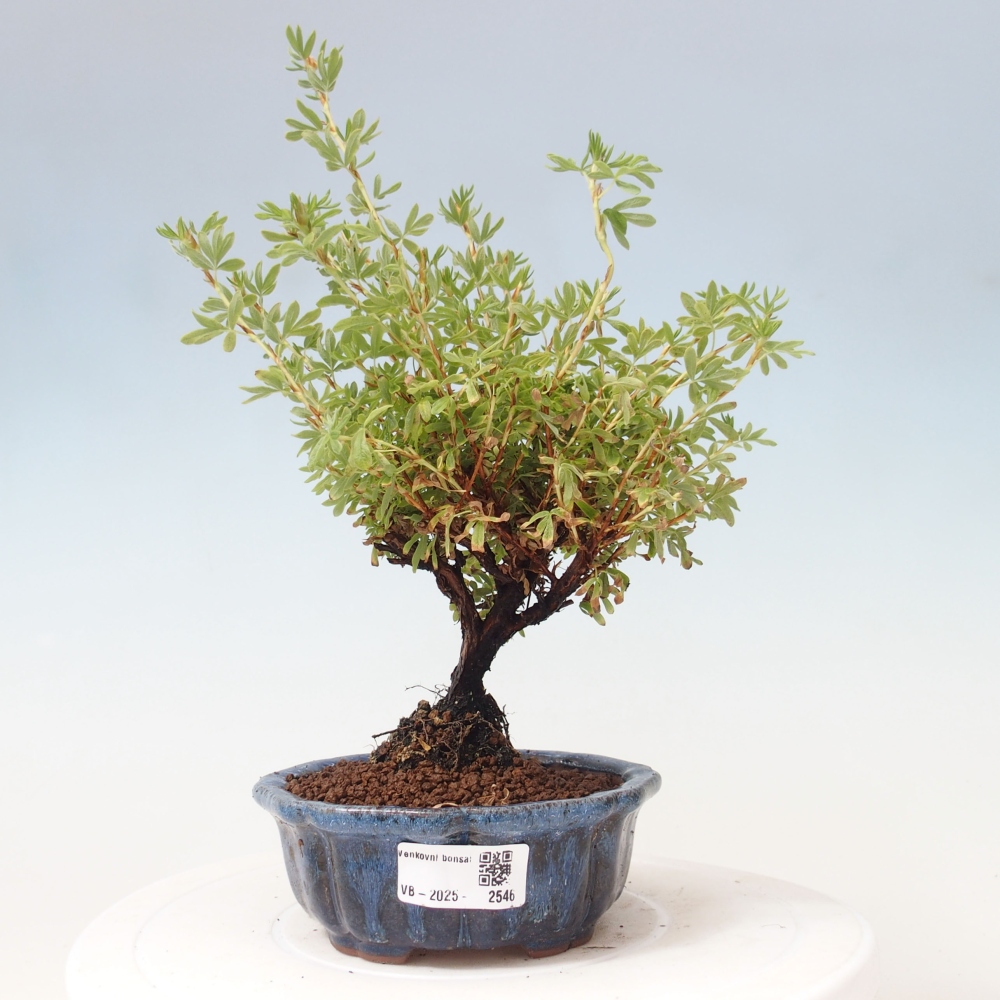 Kültéri bonsai - Potentila fruticosa sárga Bird
