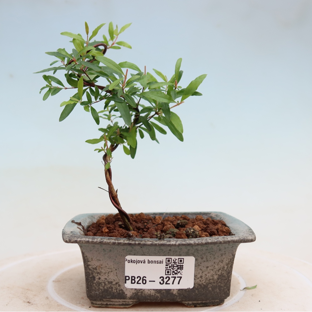 Szobai bonsai-PUNICA granatum nana-gránátalma