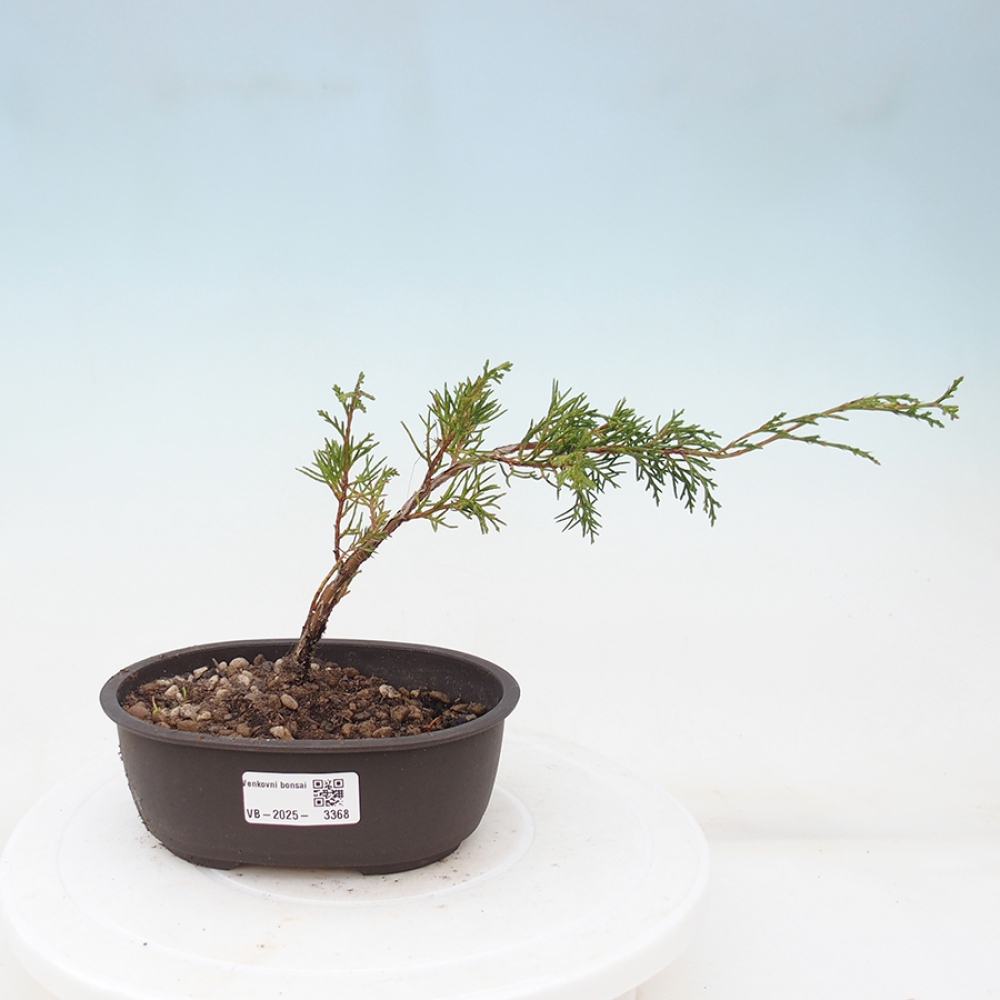 Kültéri bonsai - Juniperus chinensis Itoigawa