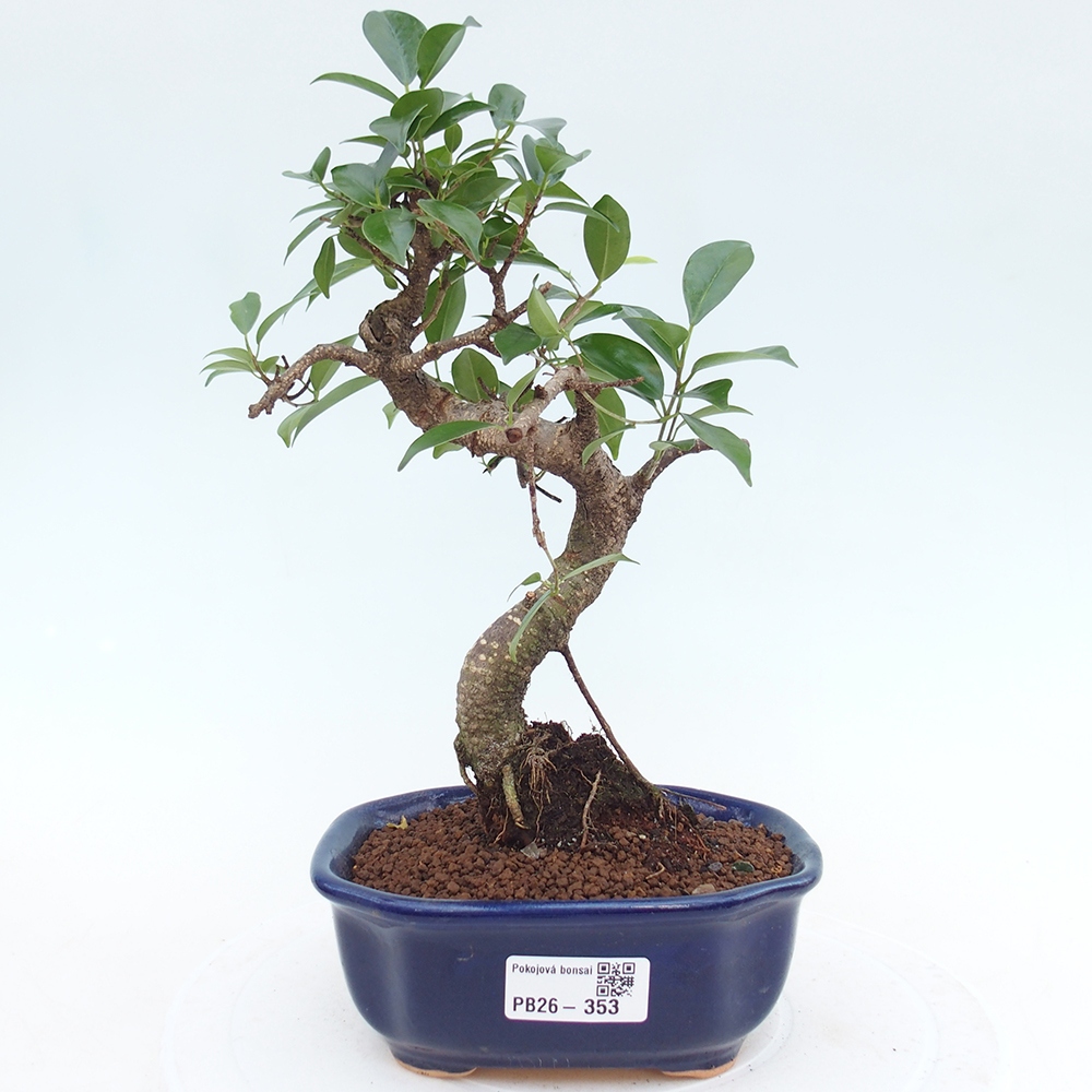 Szobai bonsai - Ficus retusa - kislevelű fikusz