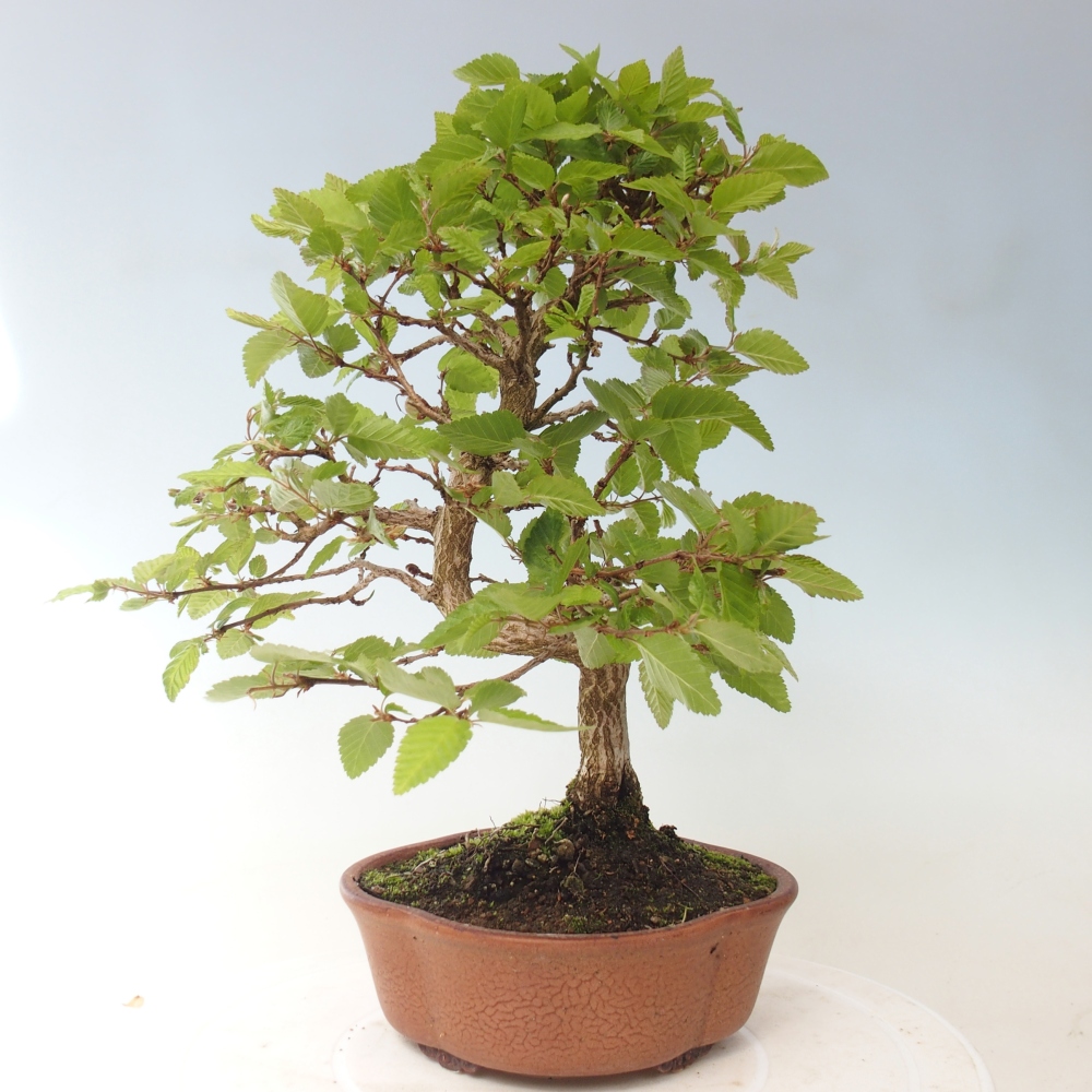 Kültéri bonsai -Carpinus CARPINOIDES - Koreai gyertyánfa