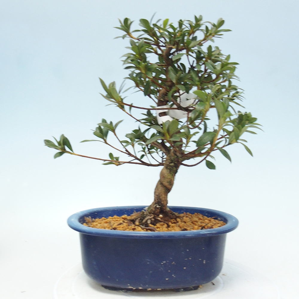 Kültéri bonsai - Japán azálea - Azalea Senhime