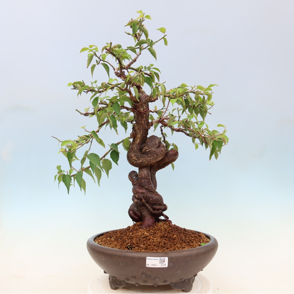 Kültéri bonsai – Japán barack – Prunus Mume