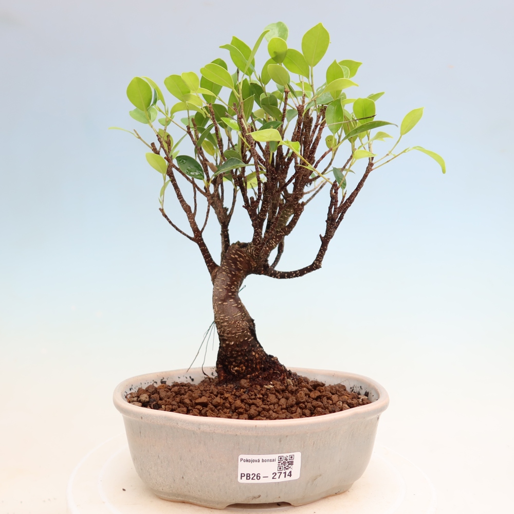 Szobai bonsai - Ficus kimmen - kislevelű fikusz
