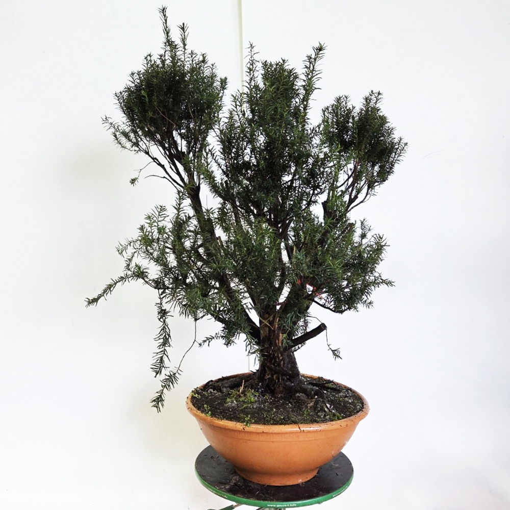 Kültéri bonsai vörös tiszafa - Taxus bacata