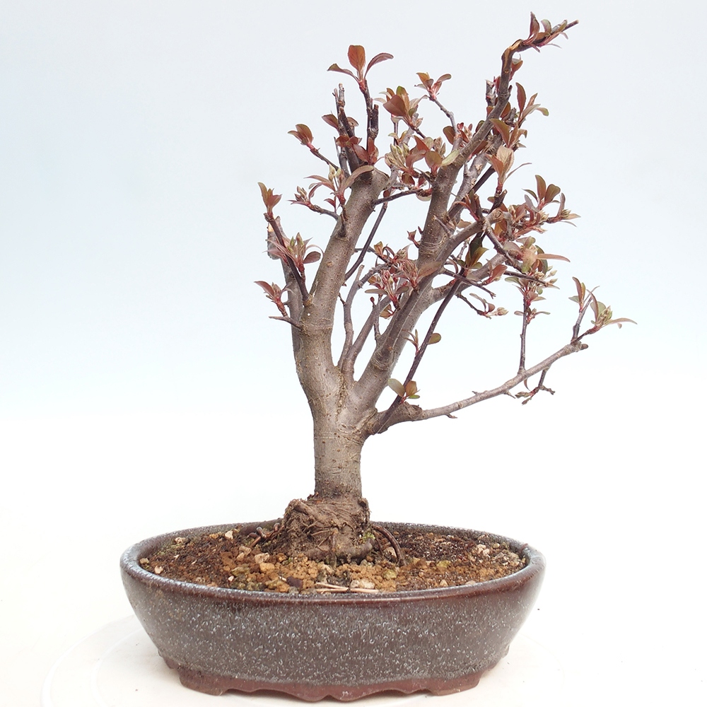 Kültéri bonsai -Malus domestica - Kis gyümölcsű piros levelű almafa