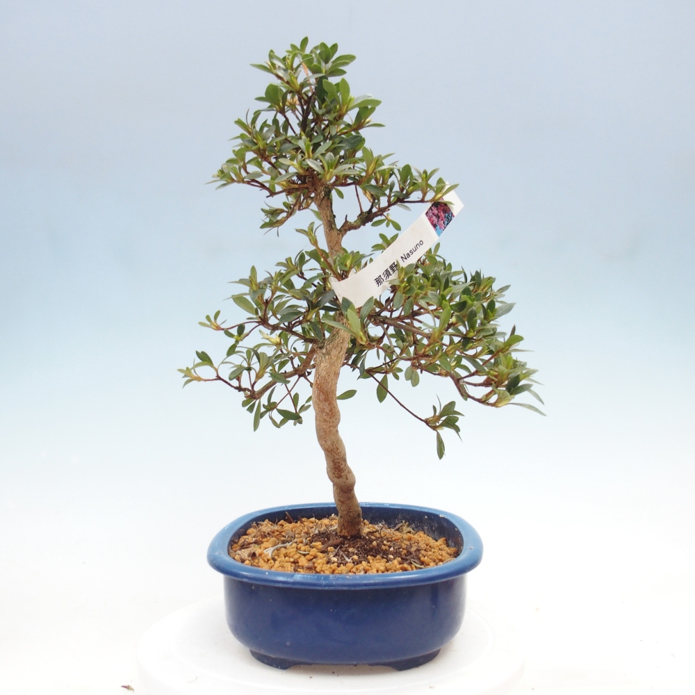 Kültéri bonsai - Japán azálea - Azalea Nasuno