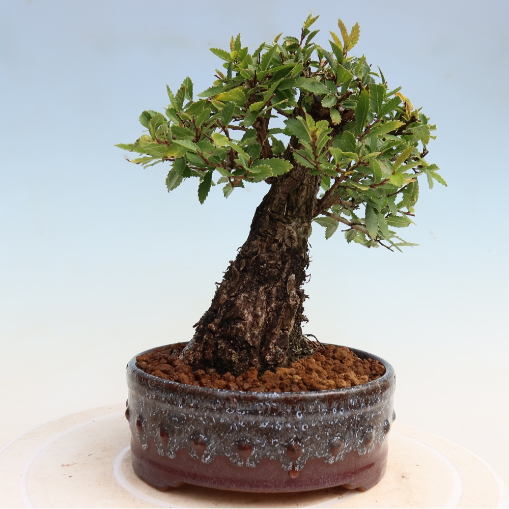Kültéri bonsai - Zelkova - Zelkova NIRE