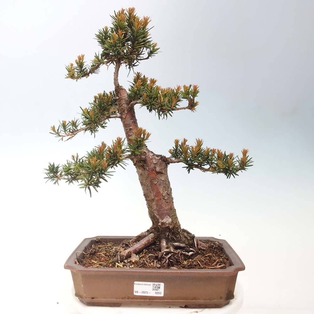Kültéri bonsai - Taxus cuspidata - japán tiszafa