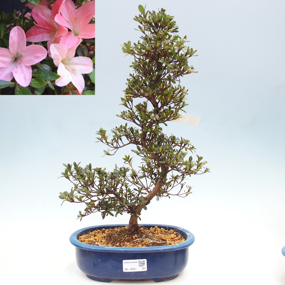 Kültéri bonsai - Japán azálea - Azalea Nikko