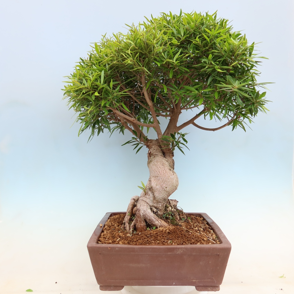 Szobai bonsai - Ficus nerifolia - kislevelű fikusz