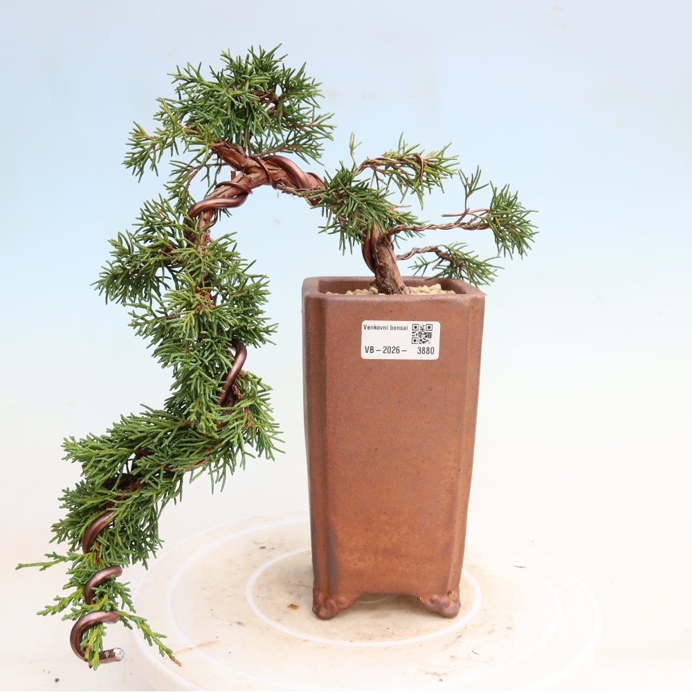Kültéri bonsai - Juniperus chinensis Kishu