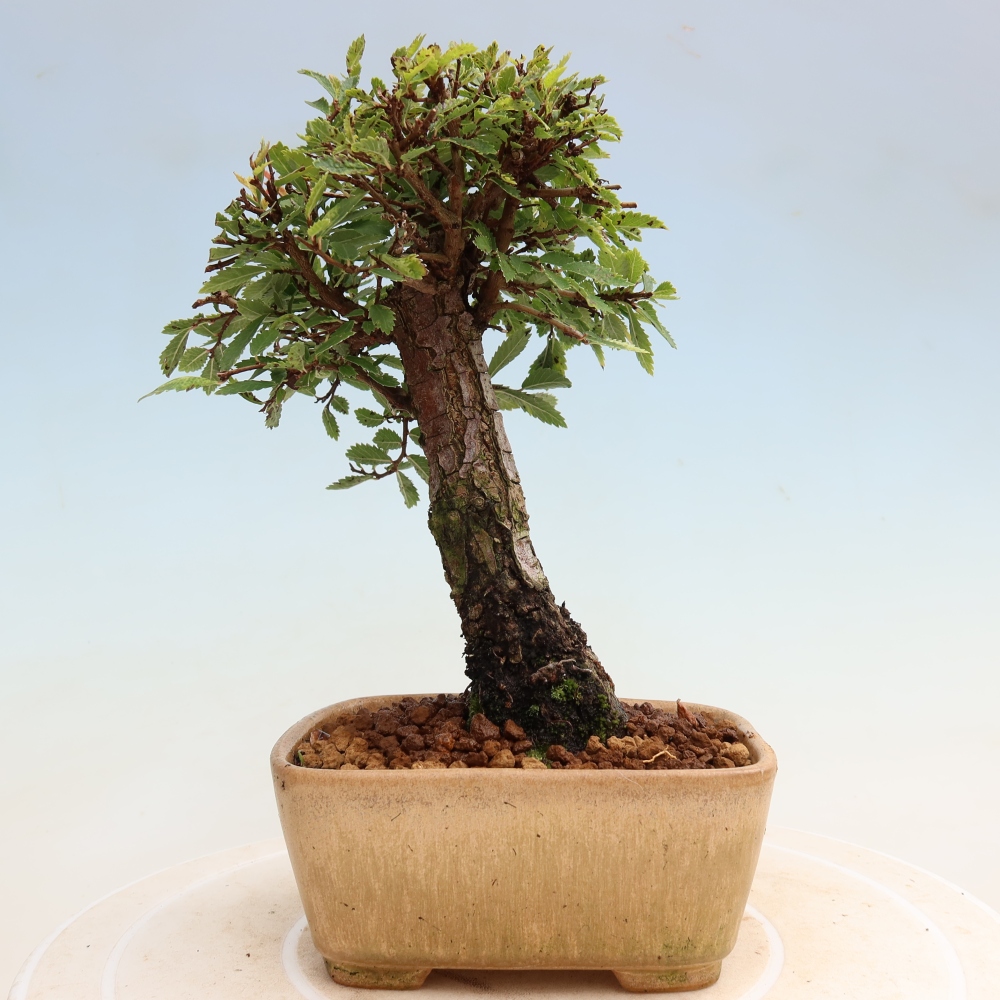 Kültéri bonsai - Zelkova - Zelkova NIRE