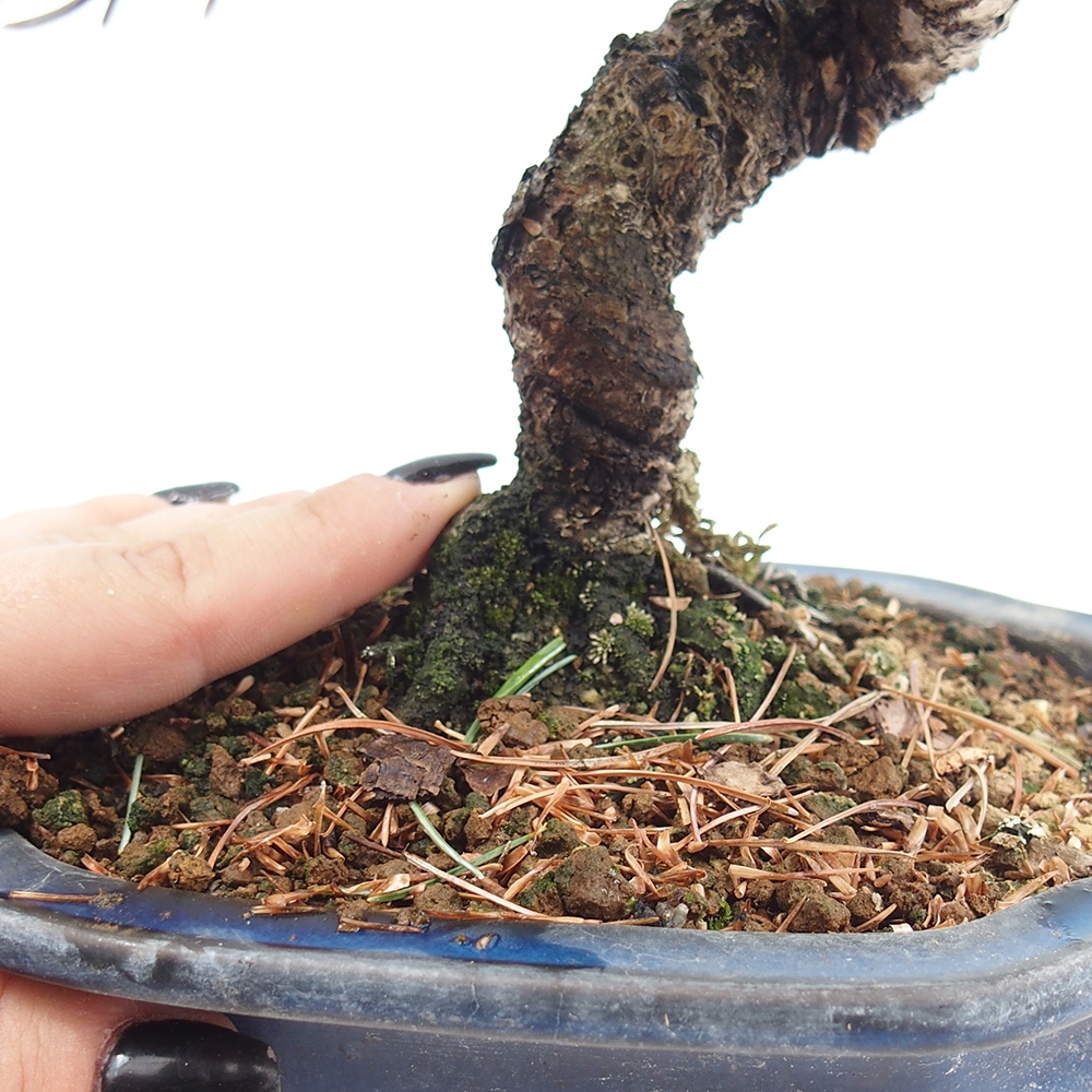 Kültéri bonsai - Pinus parviflora - Pinus parviflora