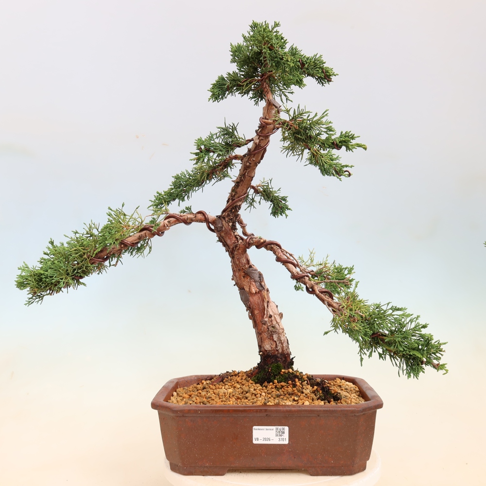 Kültéri bonsai - Juniperus chinensis Kishu