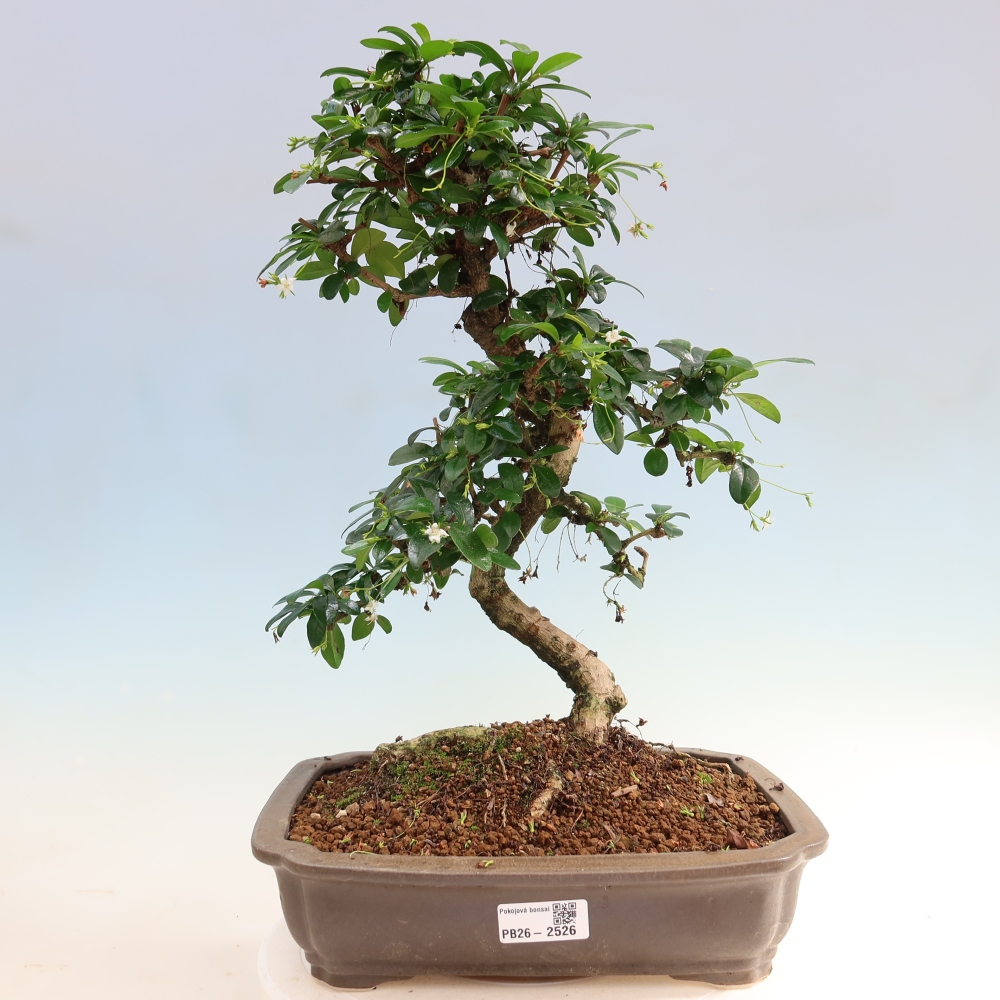Szobai bonsai - Carmona macrophylla - Tea fuki