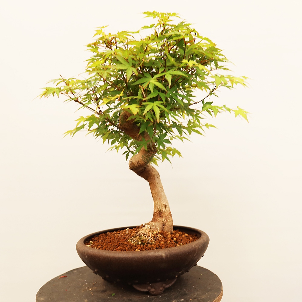 Kültéri bonsai - Maple palmatum - Pálmák
