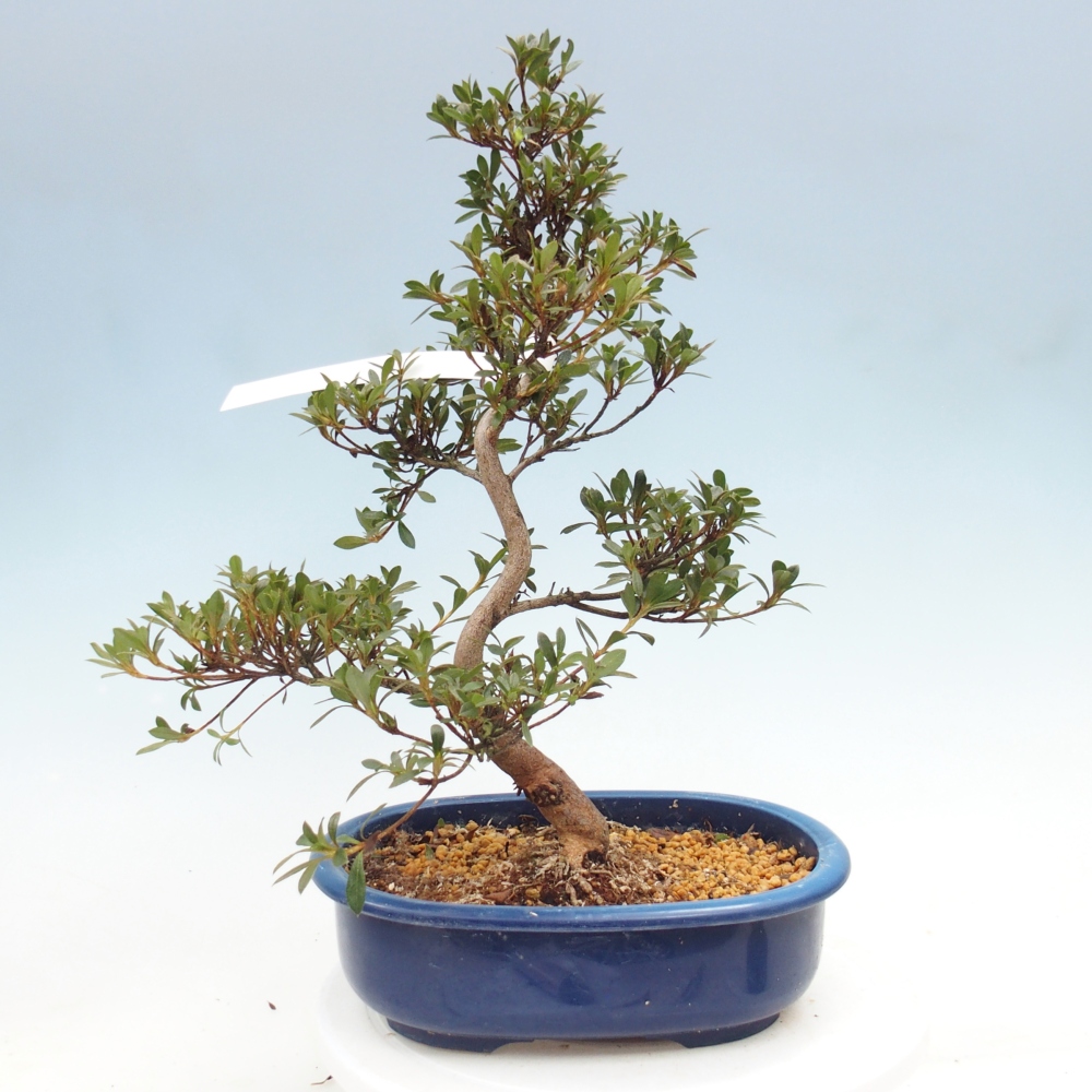 Kültéri bonsai - Japán azálea - Azalea Beniko