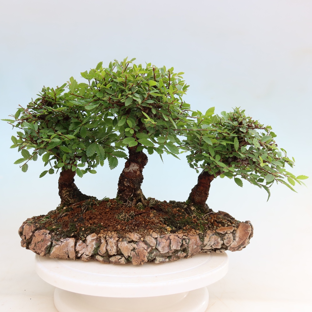Kültéri bonsai – Zelkova – Zelkova NIRE – kis erdő