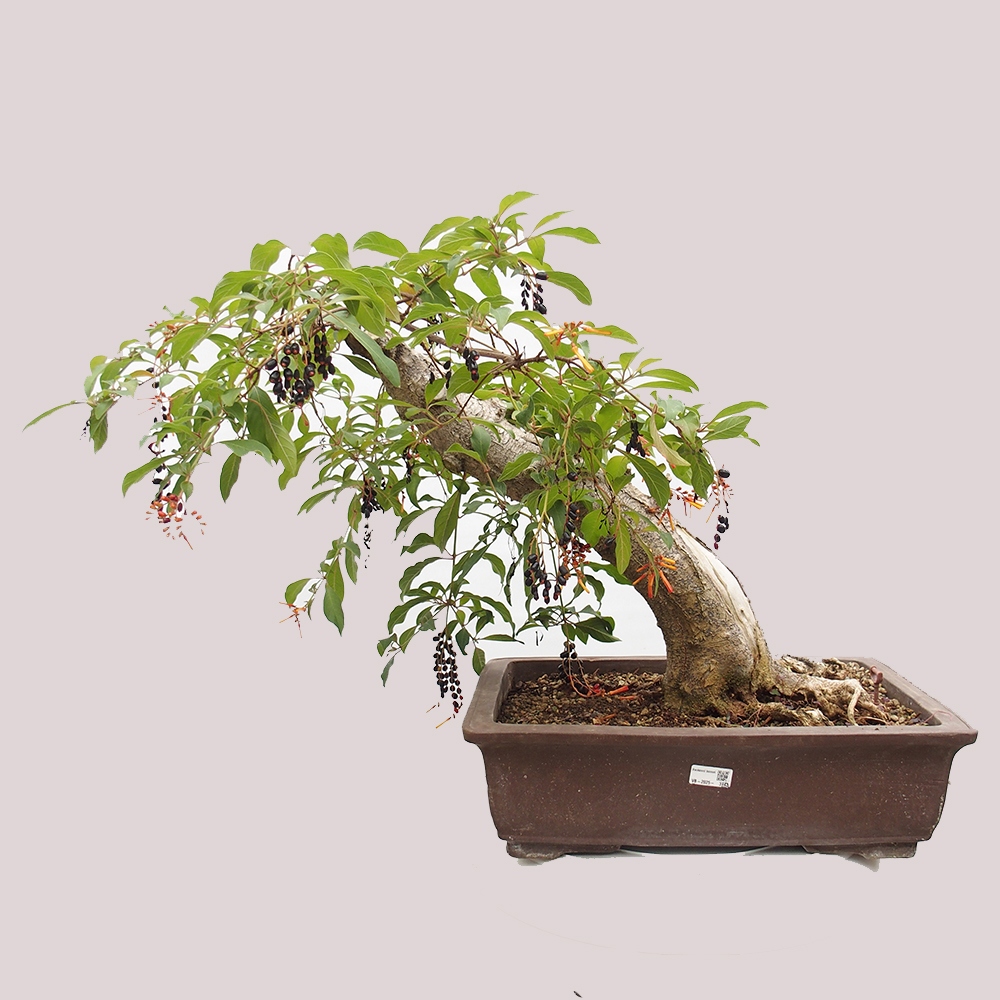 Szoba bonsai - Hamelia patent