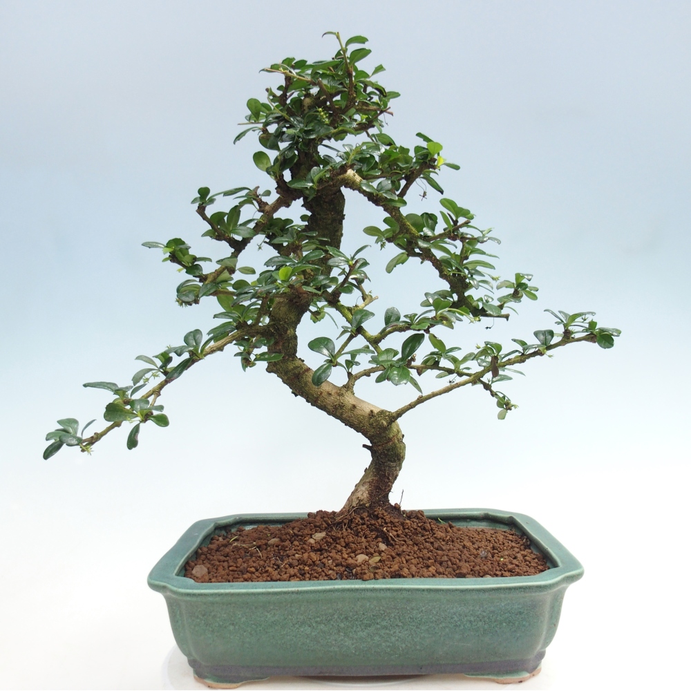 Szobai bonsai - Carmona macrophylla - Tea fuki