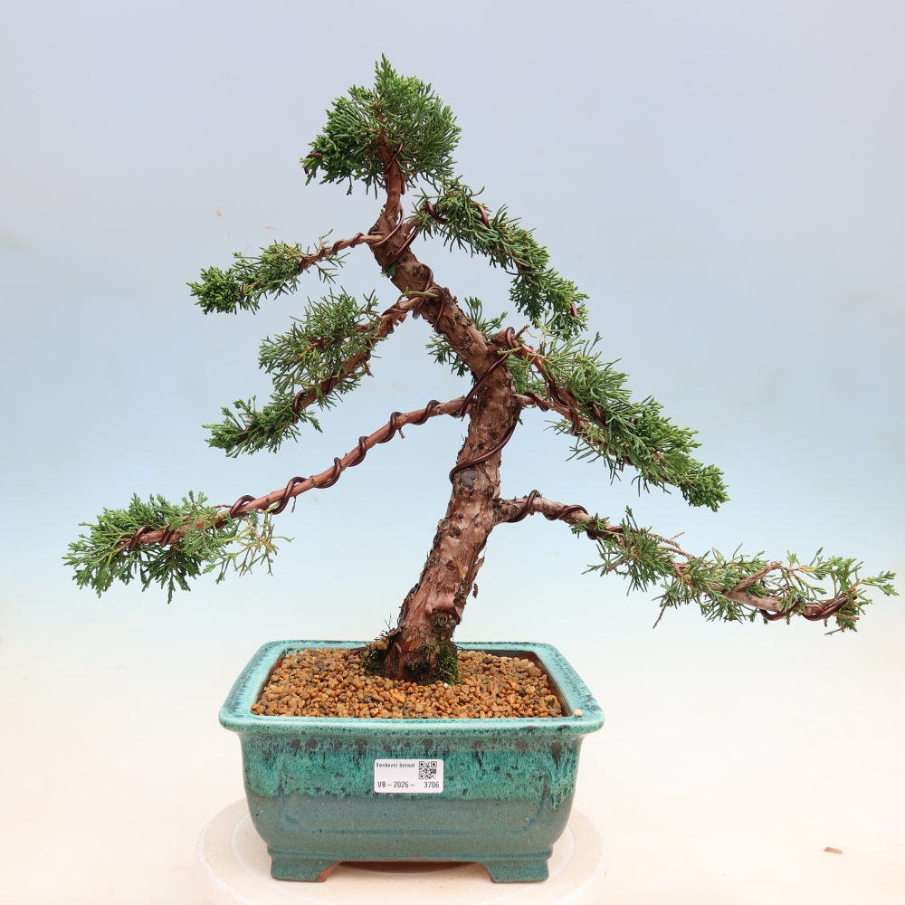 Kültéri bonsai - Juniperus chinensis Kishu
