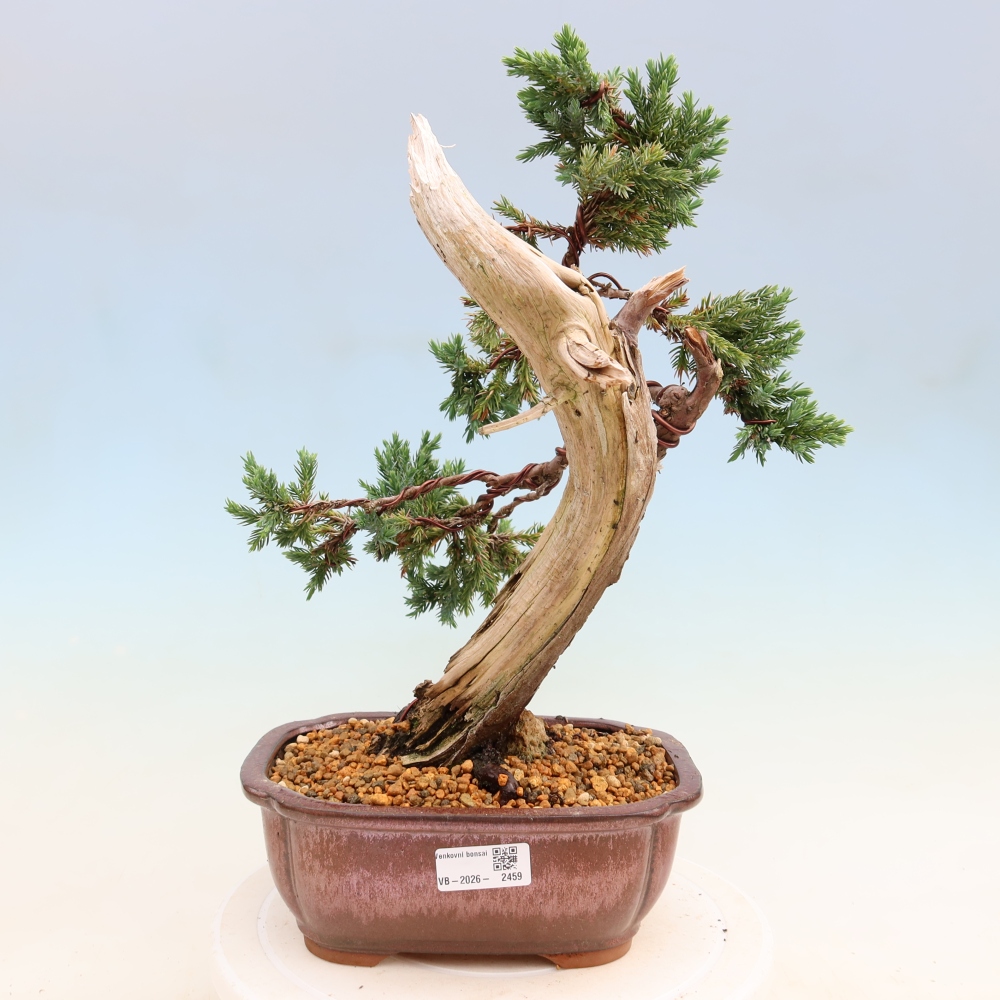 Kültéri bonsai – Juniperus squamata – Pikkelyes boróka
