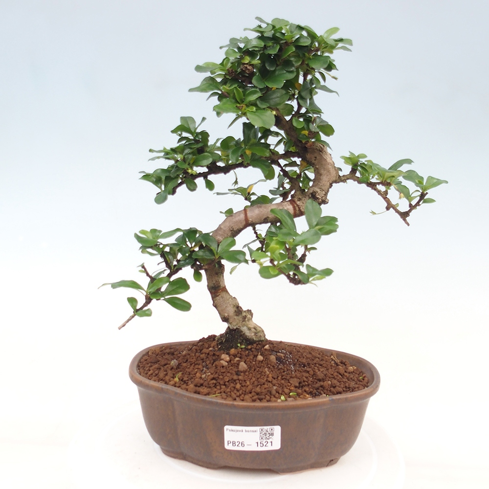 Szobai bonsai - Carmona macrophylla - Tea fuki