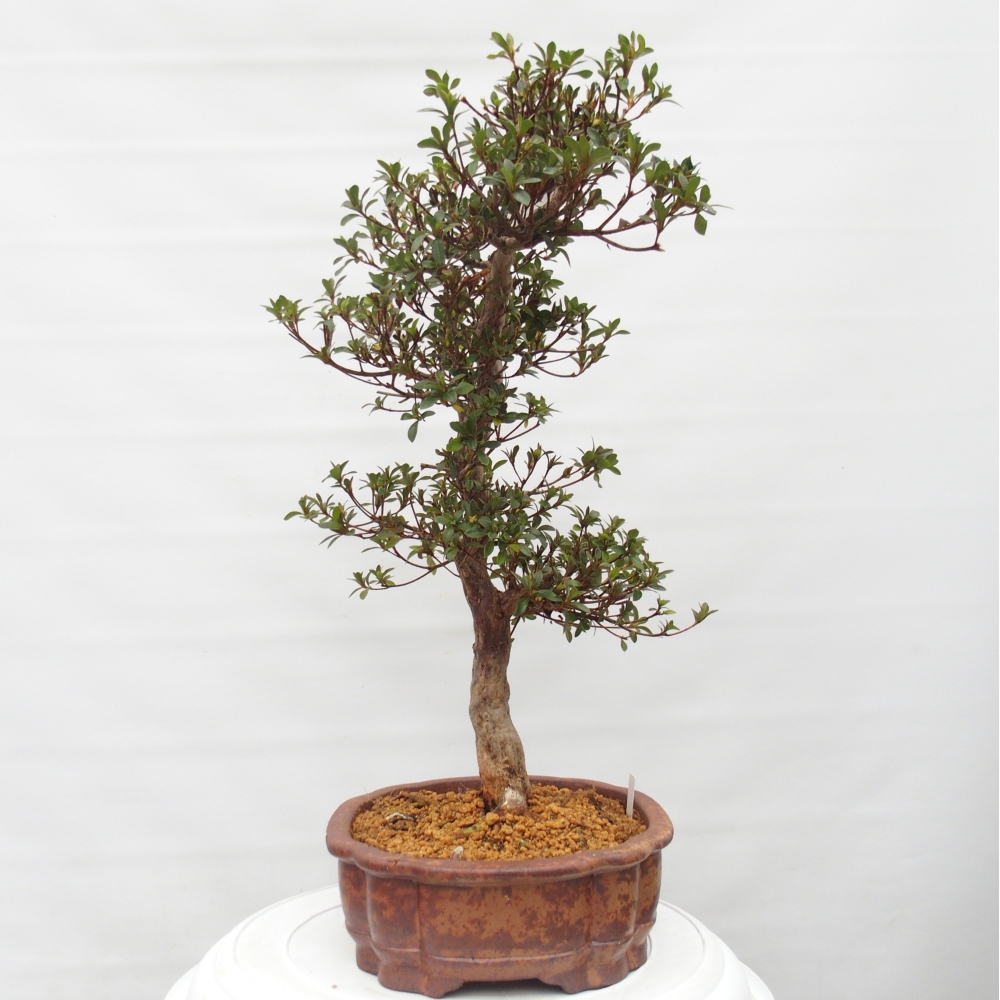 Kültéri bonsai - Japán azálea - Azalea Hanatsuzuri