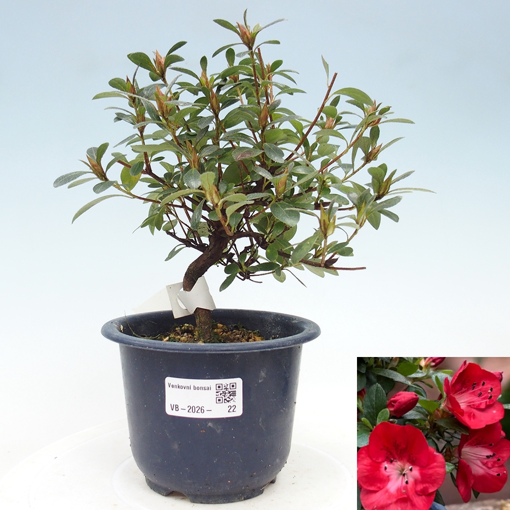 Kültéri bonsai - Japán azálea - Azalea Benibeni