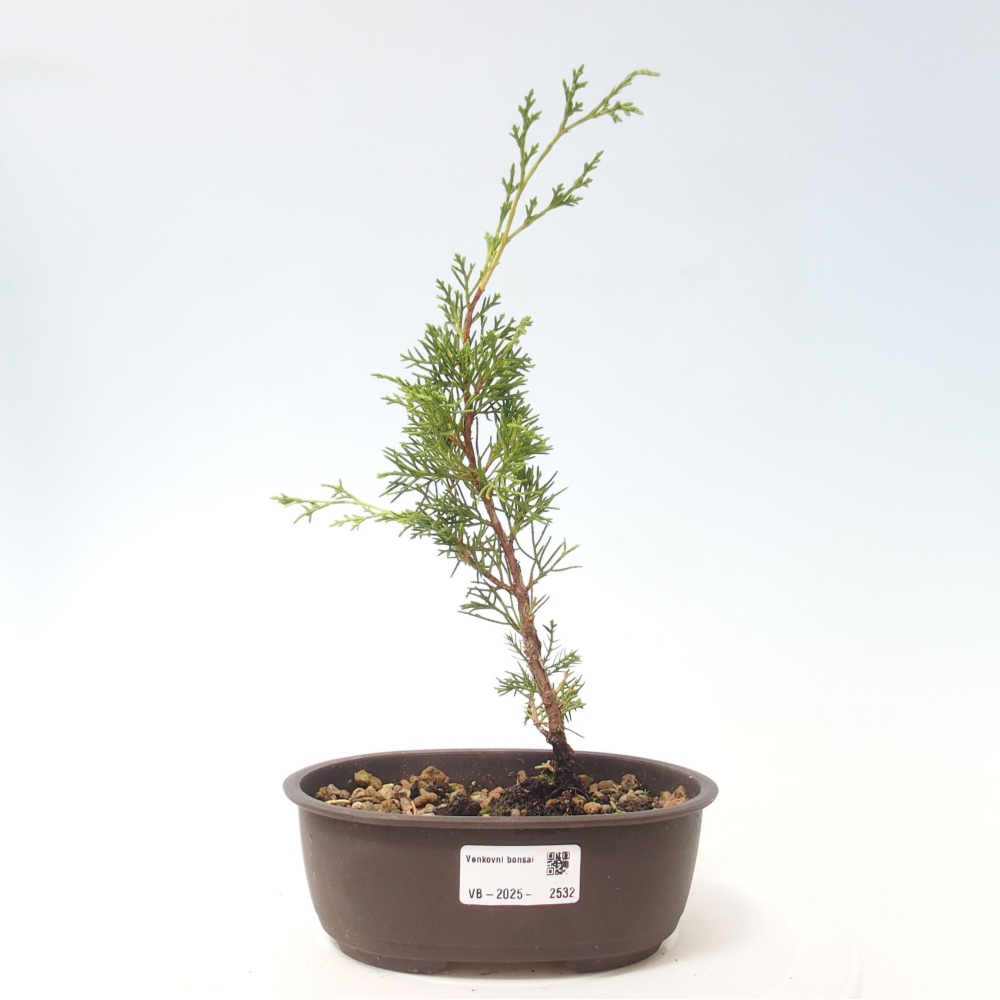 Kültéri bonsai - Juniperus chinensis Itoigawa