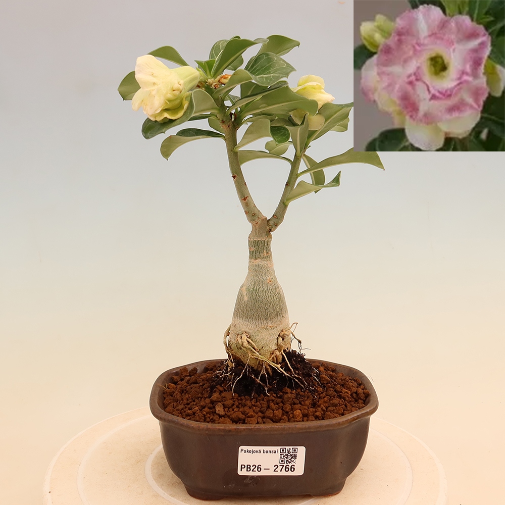 Szobabonsai – Adenium obesum, oltott V.F.S.412 – Sivatagi rózsa