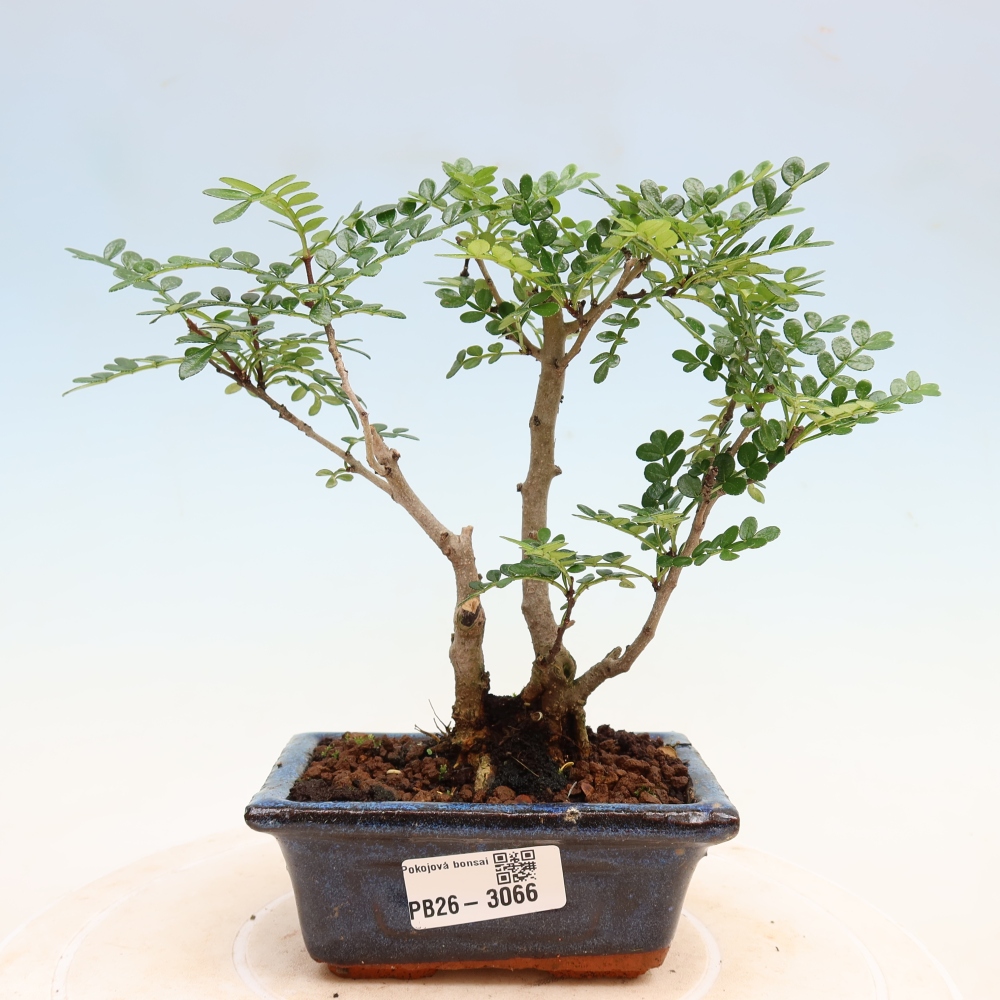 Szobai bonsai - Zantoxylum piperitum - borsfa