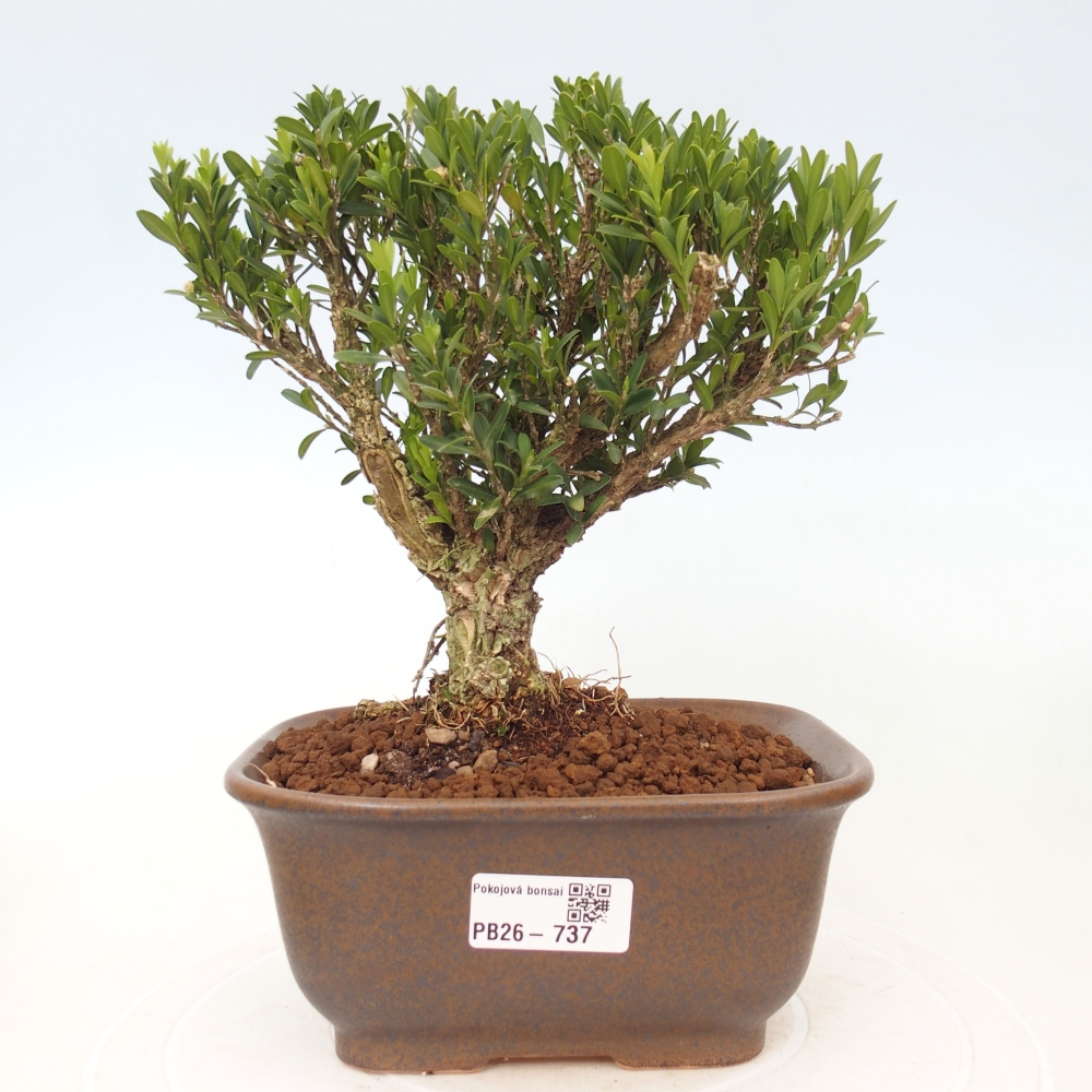 Szobai bonsai - Buxus harlandii - parafa buxus