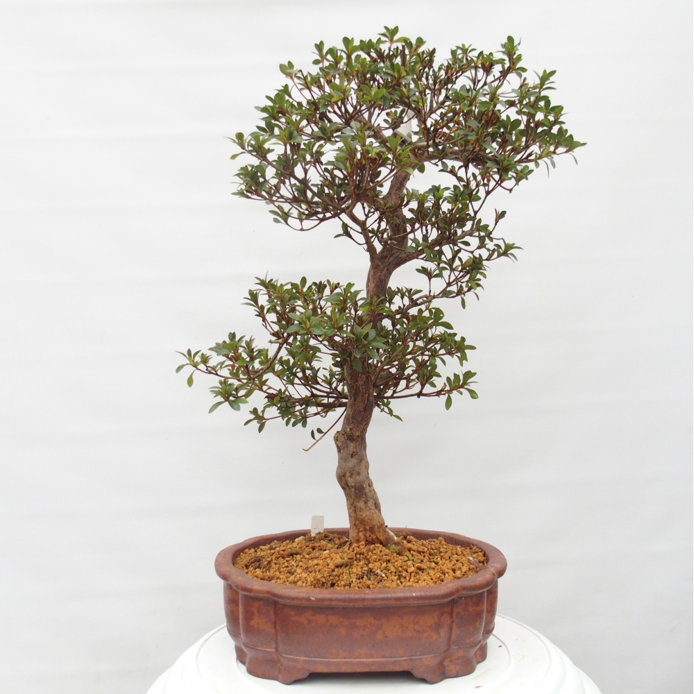 Kültéri bonsai - Japán azálea - Azalea Hanatsuzuri