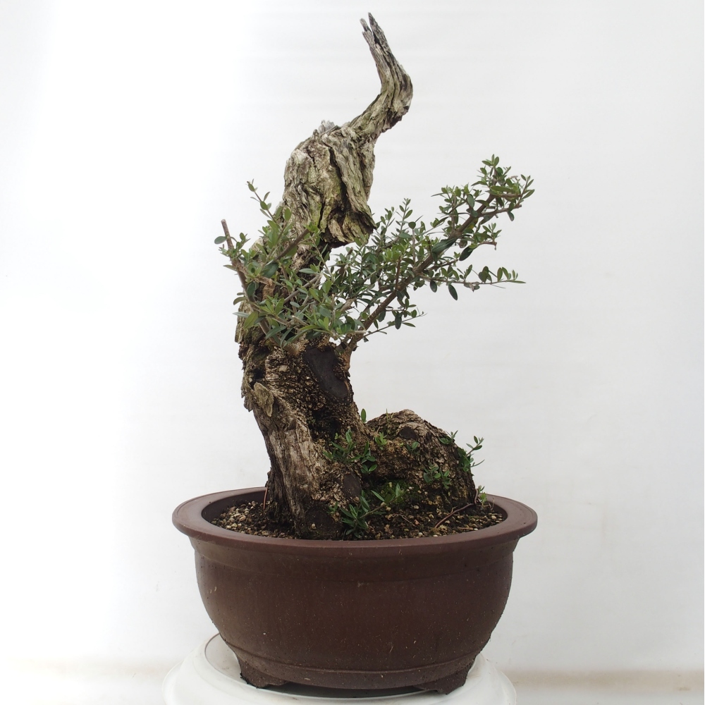 Beltéri bonsai - Olea europaea sylvestris