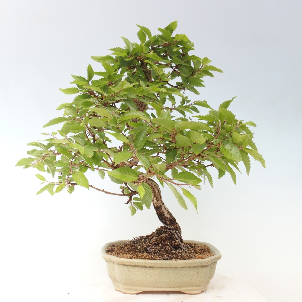 Kültéri bonsai -Carpinus CARPINOIDES - Koreai gyertyánfa