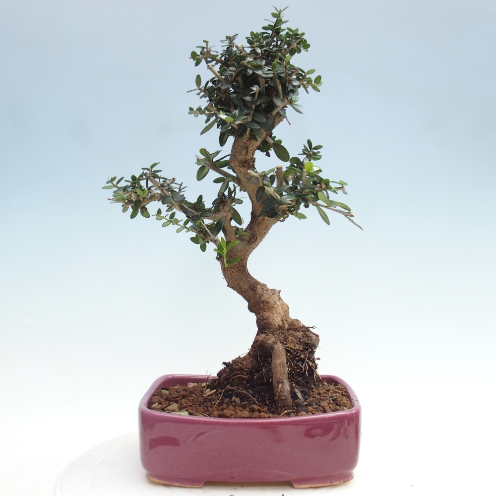 Beltéri bonsai - Olea europaea sylvestris
