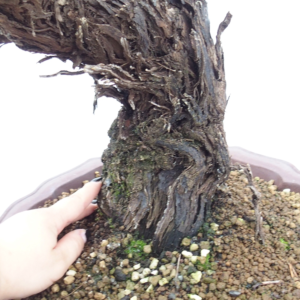 Kültéri bonsai - Vitis vinnifera MUSKAT ITALIA - Szőlőfajták