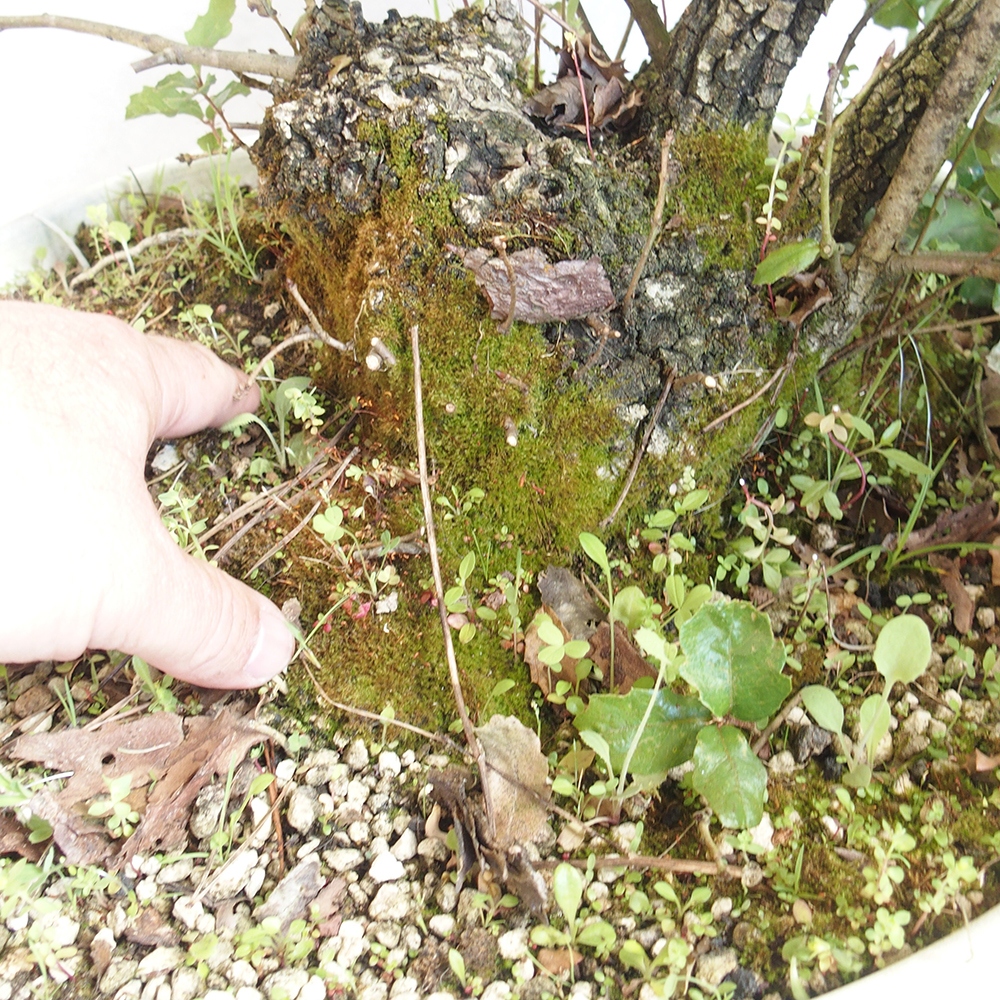 Kültéri bonsai Quercus Cerris - Tölgy Cer