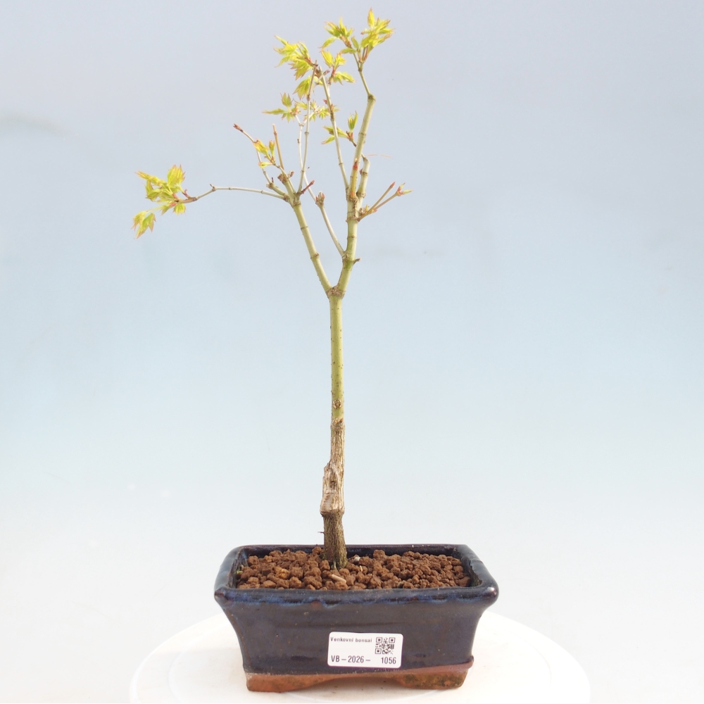 Acer palmatum Aureum - Arany juhar