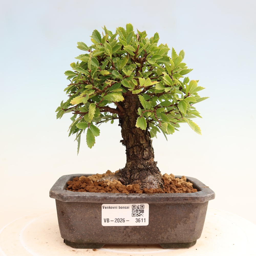 Kültéri bonsai - Zelkova - Zelkova NIRE