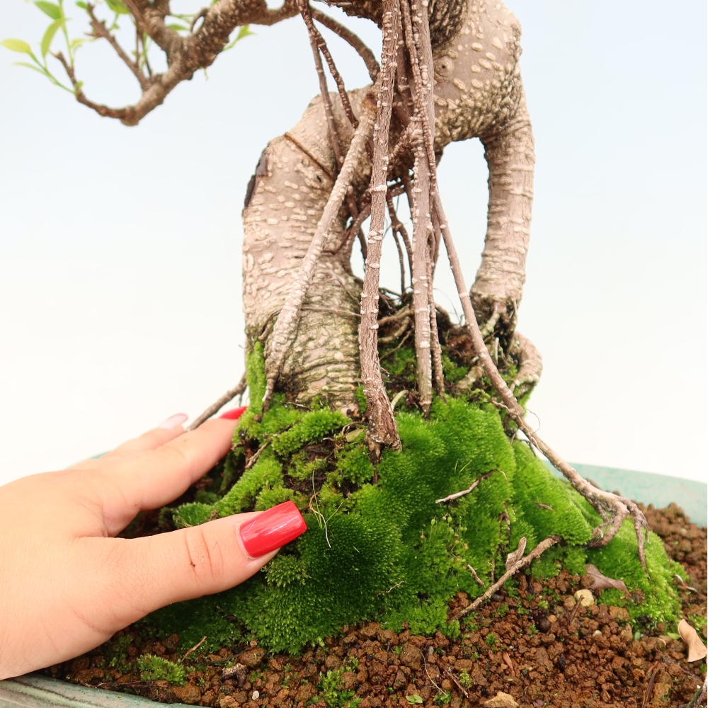 Szobai bonsai - Ficus kimmen - kislevelű fikusz
