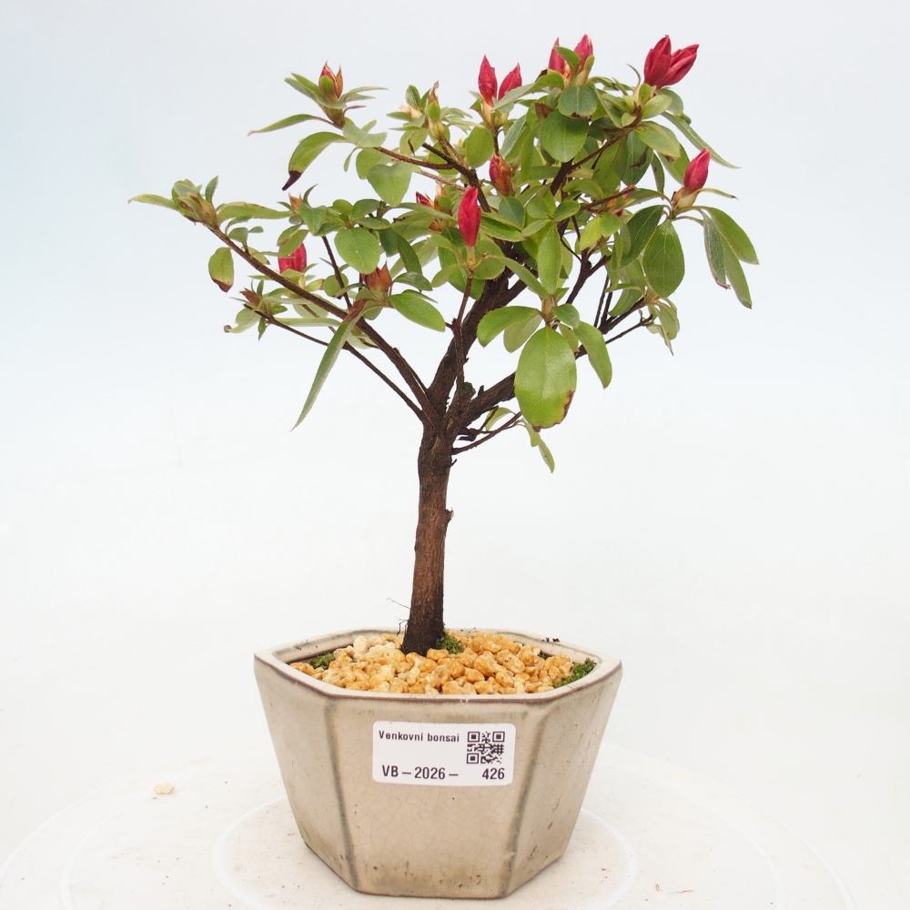 Kültéri bonsai - japán azálea - Azalea sp.