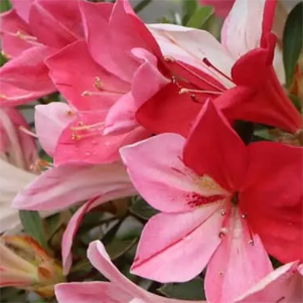 Kültéri bonsai - Japán azálea - Azalea Haruurara